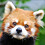 crazypanda