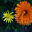 FLORESTRELA